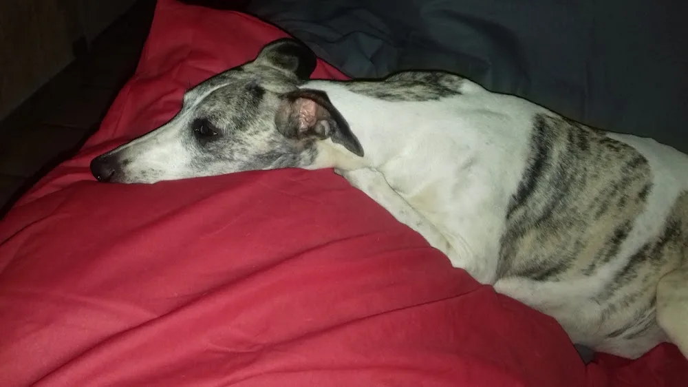 Pension Canine Lou Can - Provence-Alpes-Côte-d’Azur pet otel görseli 7