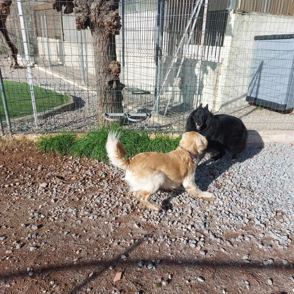 Pension chiens et chats cayron - Provence-Alpes-Côte-d’Azur pet otel görseli 3