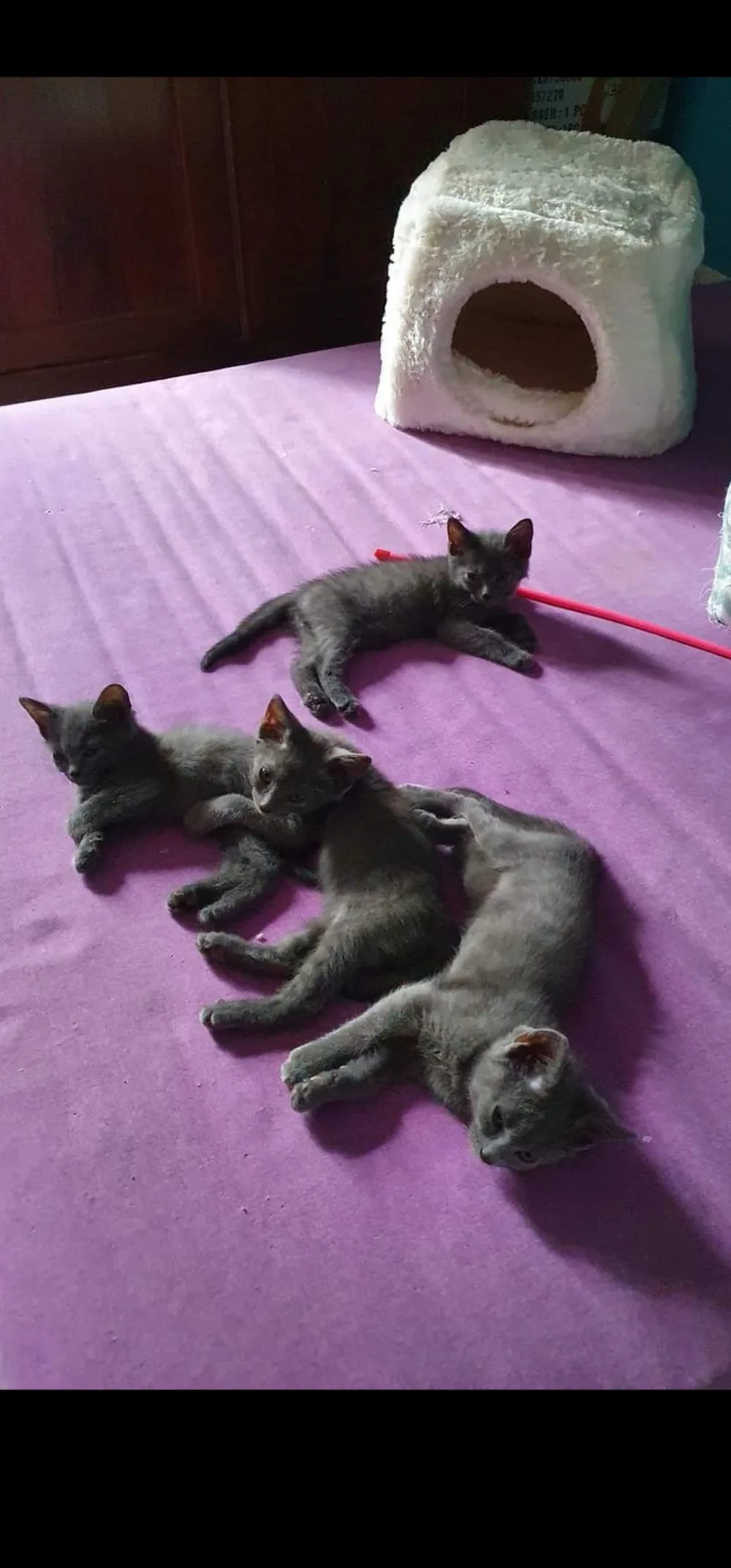Pension féline de Barbeiranne, Pignans, Var - Provence-Alpes-Côte-d’Azur pet otel görseli 3