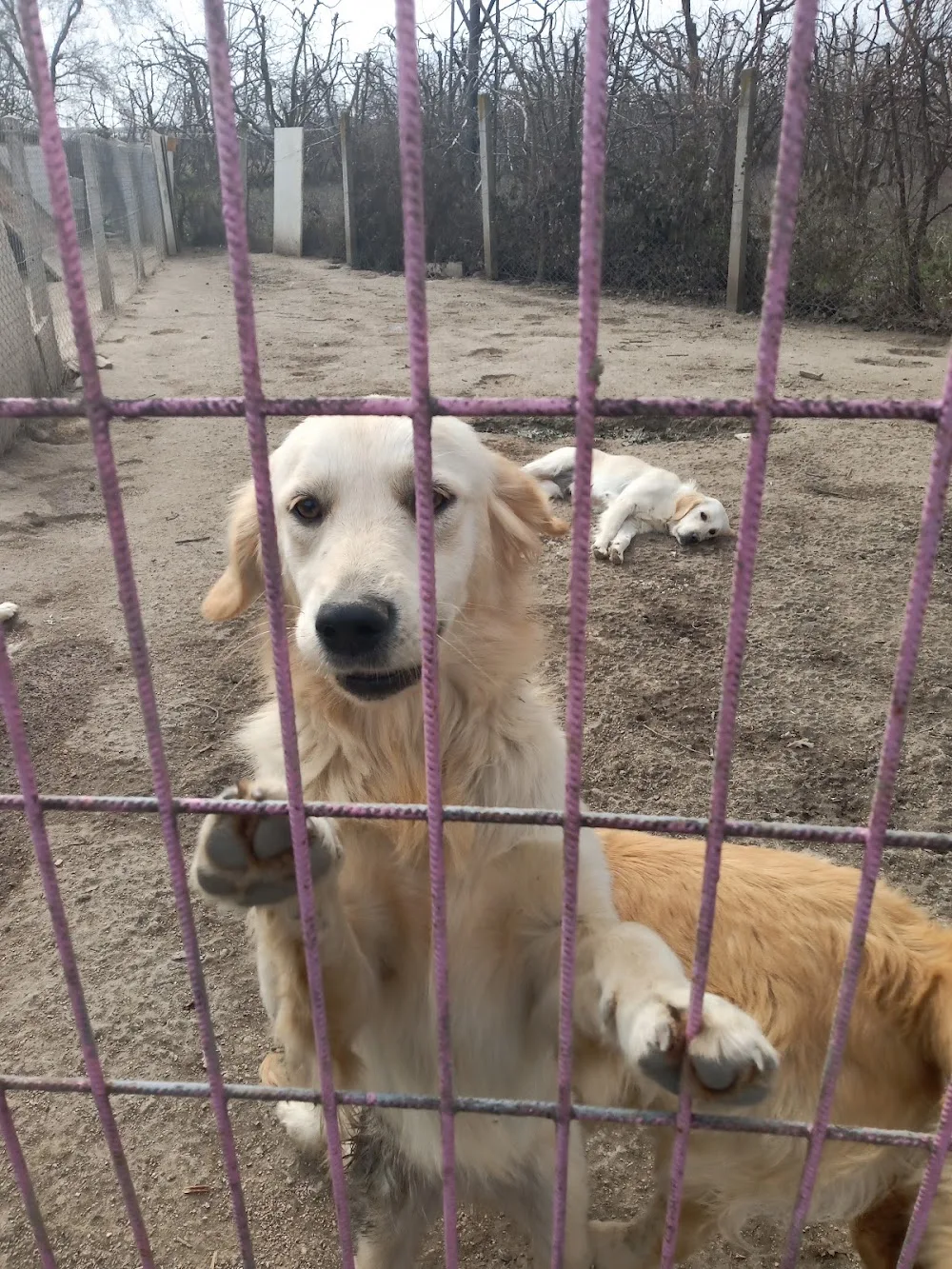 Puppy Pet Evi - Bursa Köpek Çiftliği - Köpek Pansiyonu - Bursa pet otel görseli 2