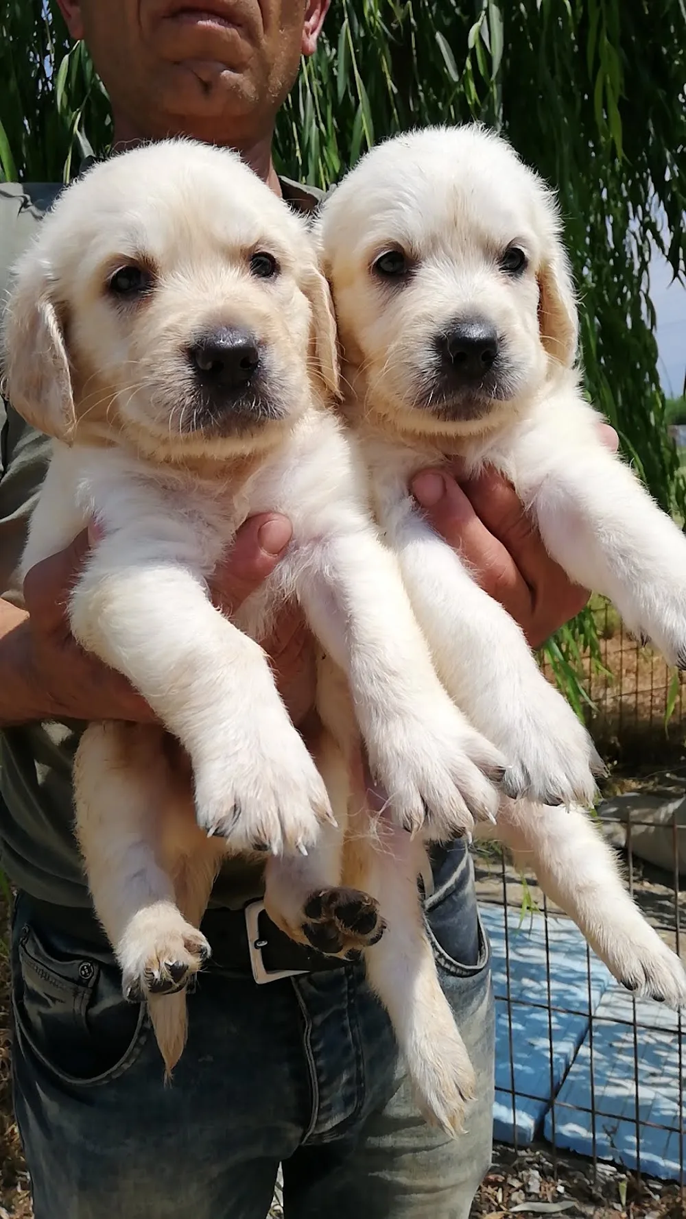 Puppy Pet Evi - Bursa Köpek Çiftliği - Köpek Pansiyonu - Bursa pet otel görseli 3