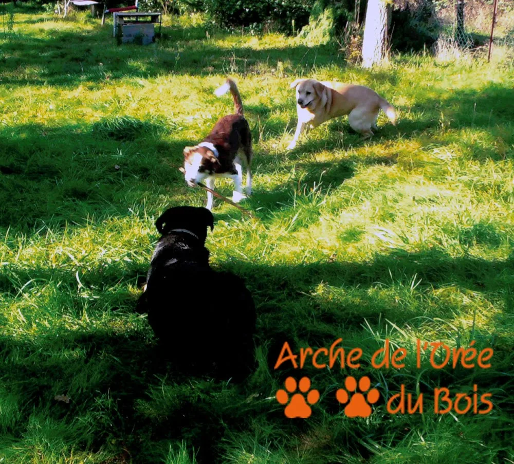 Arche de l'Orée du Bois - Puy-de-Dôme pet otel görseli 2