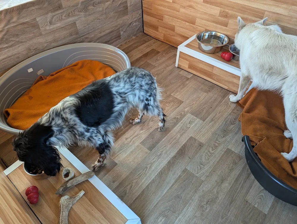 Chez Sane et Scoobie | Pension canine 63 - Puy-de-Dôme pet otel