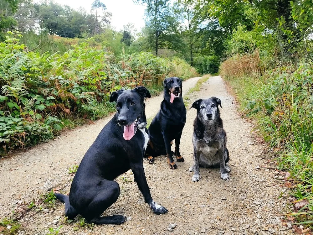 Chez Sane et Scoobie | Pension canine 63 - Puy-de-Dôme pet otel görseli 3
