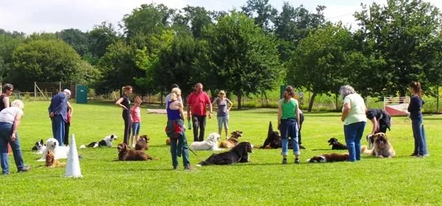 Cani-Landes Élevage Pension canine Education canine Dressage canin - Pyrénées-Atlantiques pet otel