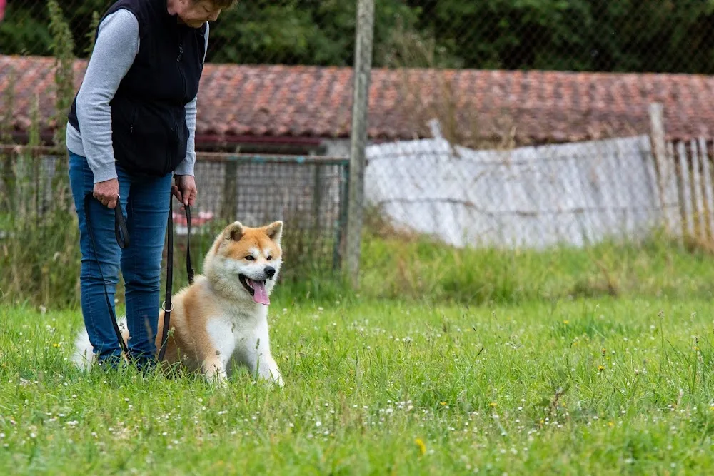 Cani-Landes Élevage Pension canine Education canine Dressage canin - Pyrénées-Atlantiques pet otel görseli 3