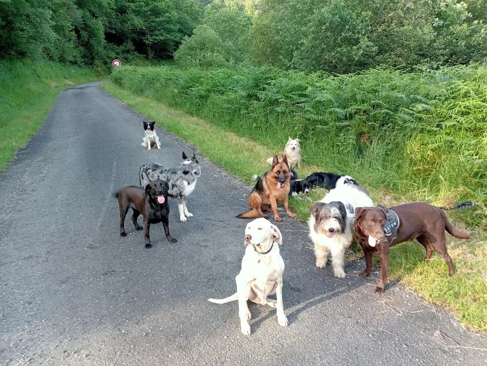 Canicolo (ni cage,ni box) Education canine - Pyrénées-Atlantiques pet otel