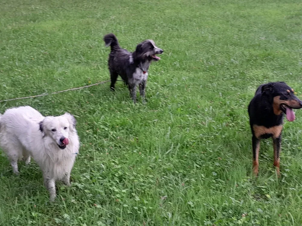 Canicolo (ni cage,ni box) Education canine - Pyrénées-Atlantiques pet otel görseli 3