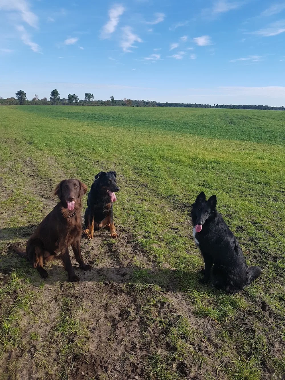 Centre canin et pension féline du Bois du Saüt - Pyrénées-Atlantiques pet otel görseli 3