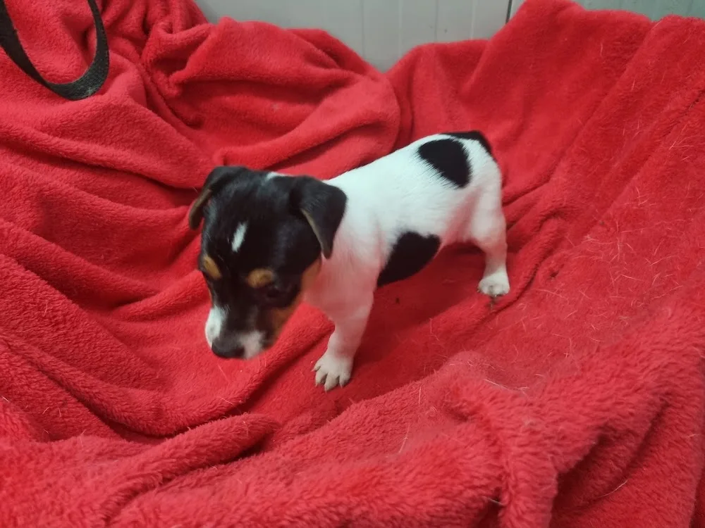 Elevage canin et pension des Elucines - Pyrénées-Atlantiques pet otel görseli 3