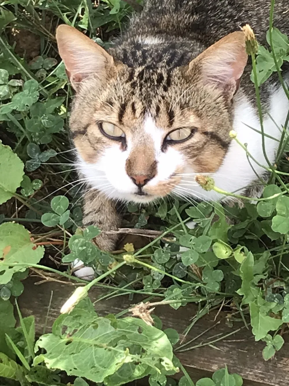 Le bien être à 4 pattes, Loubieng - Pyrénées-Atlantiques pet otel görseli 2