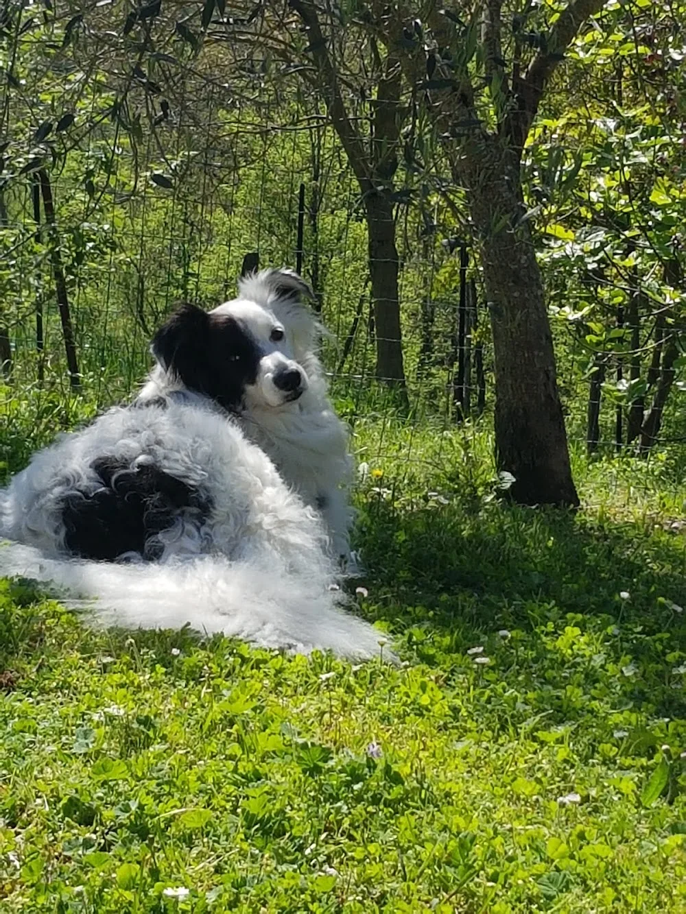 Les jardins du Kitsune - Pyrénées-Atlantiques pet otel