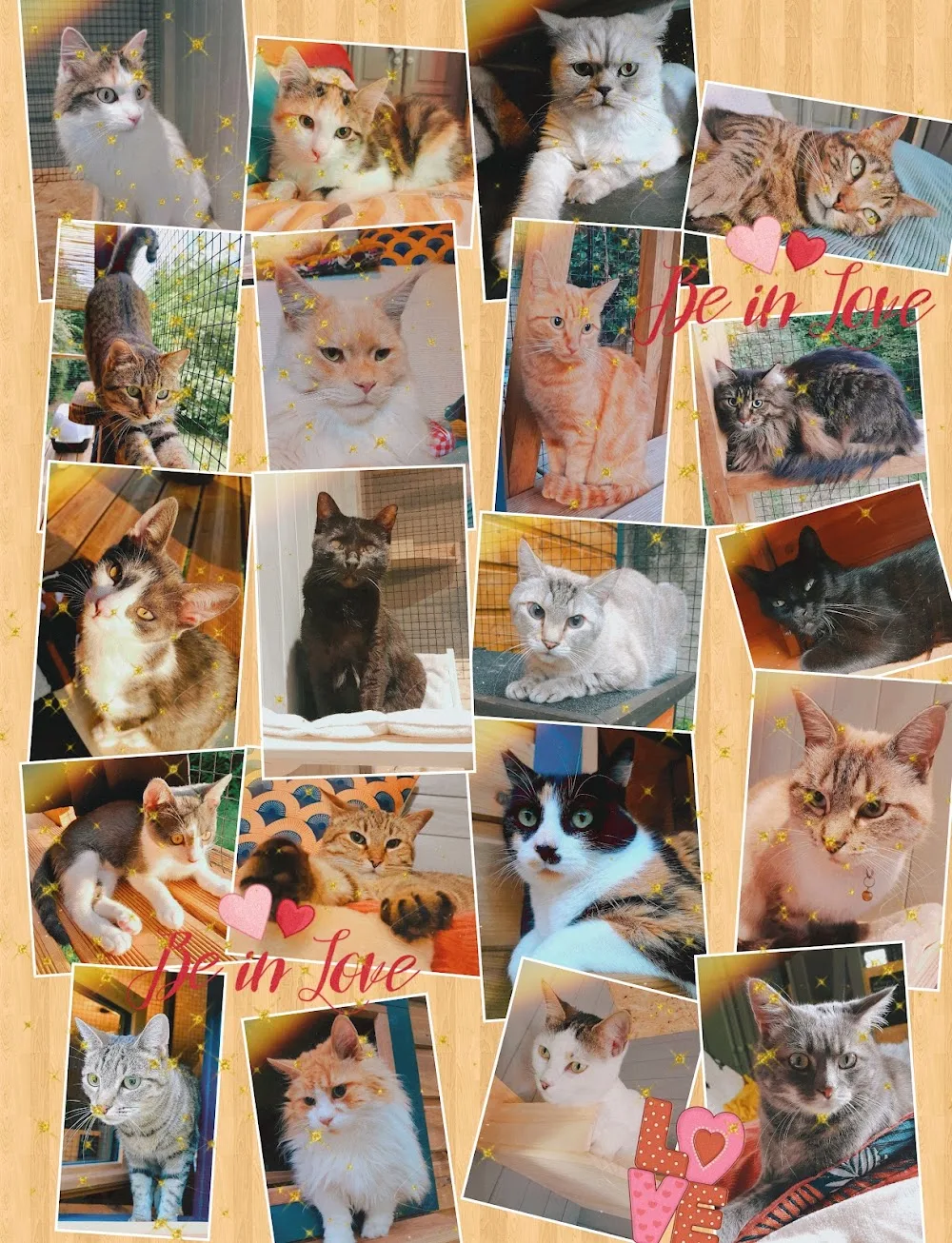 Les Ronrons de Cuqueron (Pension pour chat) - Pyrénées-Atlantiques pet otel