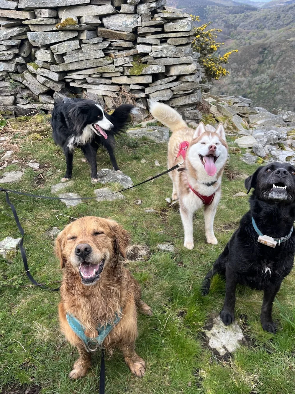 Les toutous de io - Pension canine - Dogsitter - Pyrénées-Atlantiques pet otel