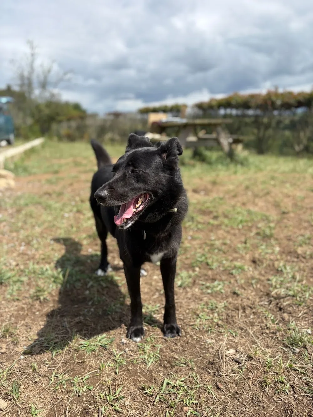 Les toutous de io - Pension canine - Dogsitter - Pyrénées-Atlantiques pet otel görseli 3