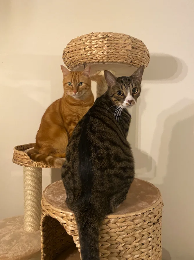 Pattoune chez soi - Garde à votre domicile, Visite et Promenade - Chien & Chat Pau & Alentours - Pyrénées-Atlantiques pet otel