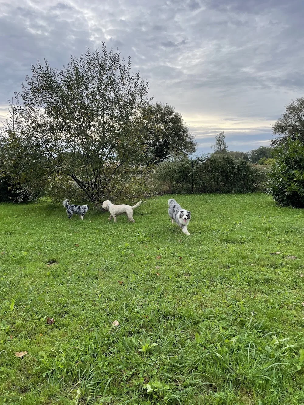 Pension Canine du Clair Soleil - Pyrénées-Atlantiques pet otel görseli 3