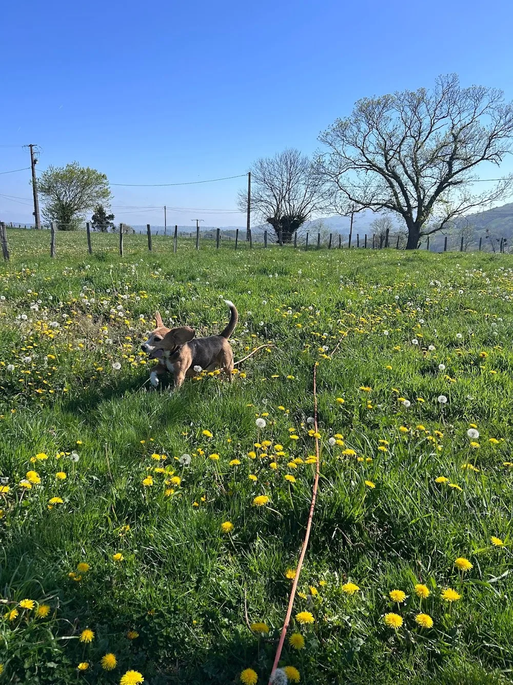 Pension Canine et Elevage Mendi Artean - Pyrénées-Atlantiques pet otel görseli 2
