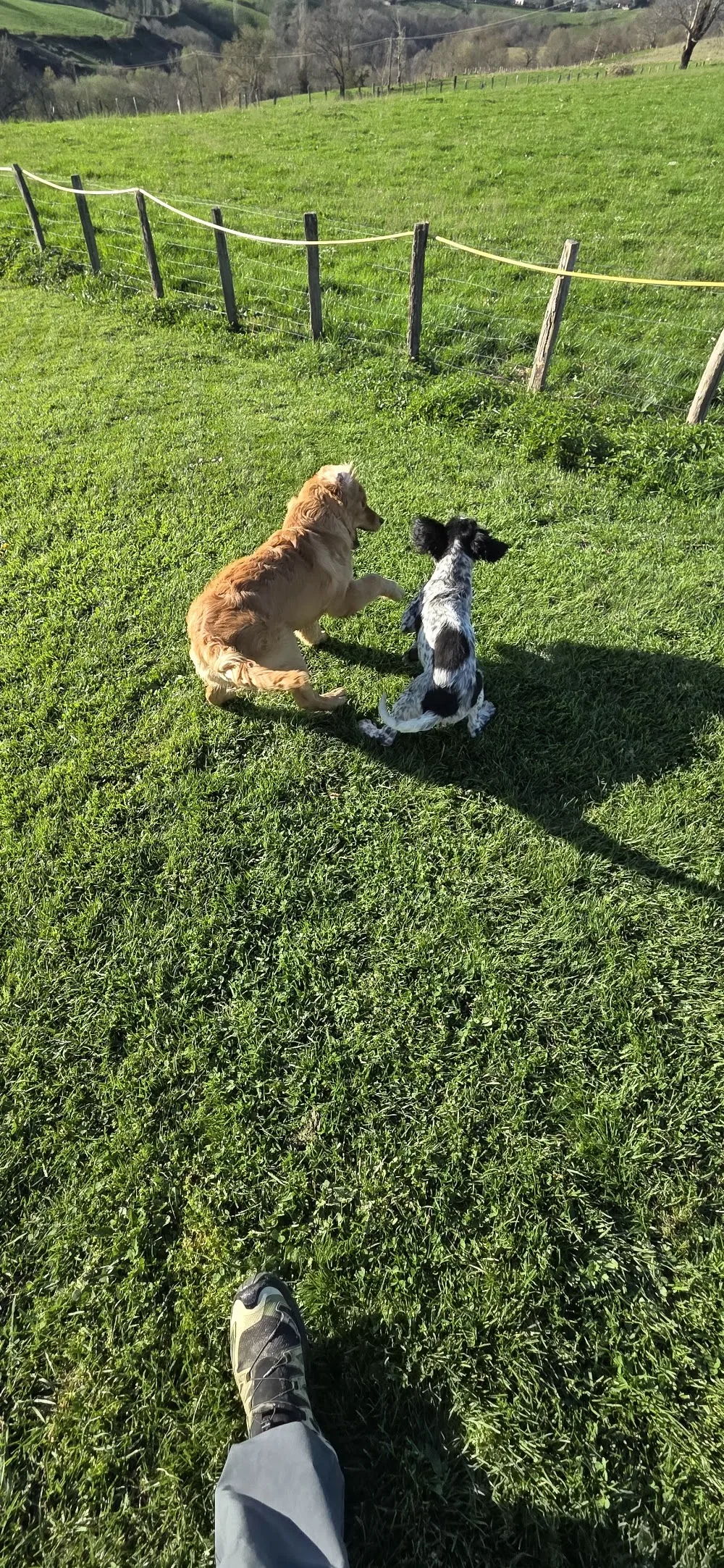 Pension Canine et Elevage Mendi Artean - Pyrénées-Atlantiques pet otel görseli 3
