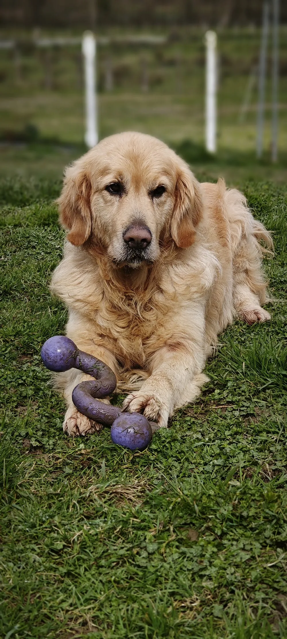 Pension Canine Garralda - Pyrénées-Atlantiques pet otel