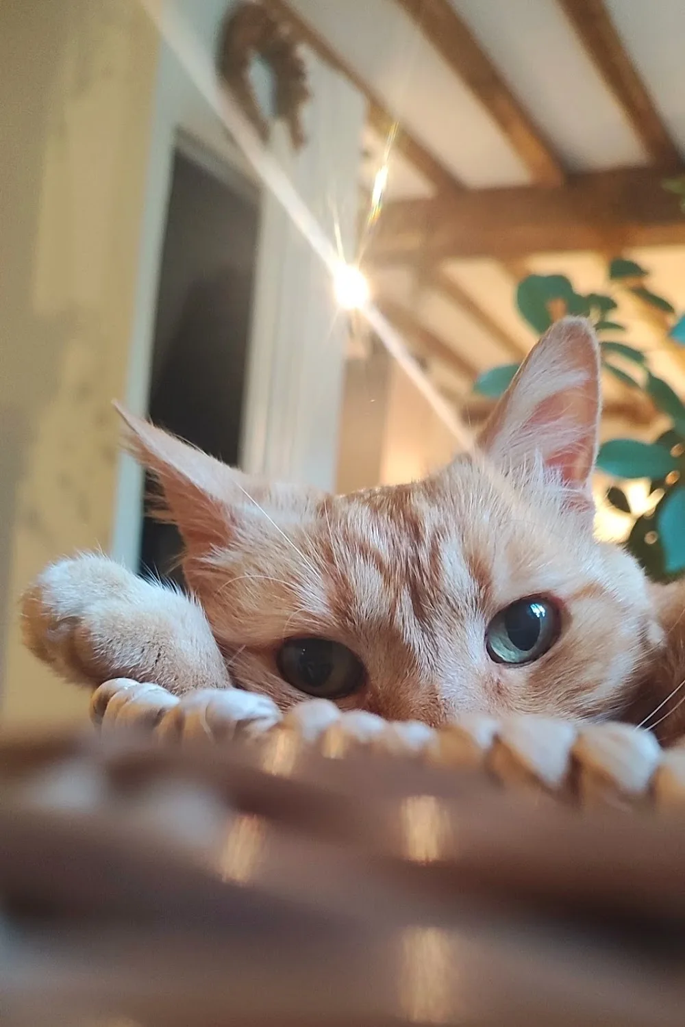 Pension pour chats les Jasmins - Pyrénées-Atlantiques pet otel görseli 2