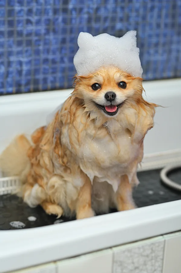 Domaine des sallèses, élevage, pension canine, toilettage - Pyrénées-Orientales pet otel görseli 2