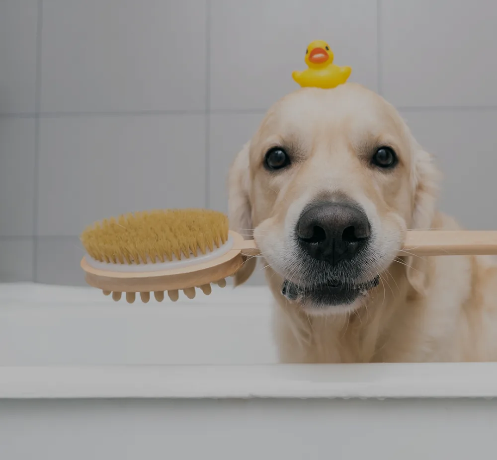 Domaine des sallèses, élevage, pension canine, toilettage - Pyrénées-Orientales pet otel görseli 3