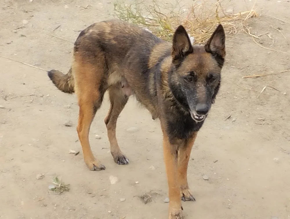 Kn1dognose Élevage de Malinois & pension canine - Pyrénées-Orientales pet otel