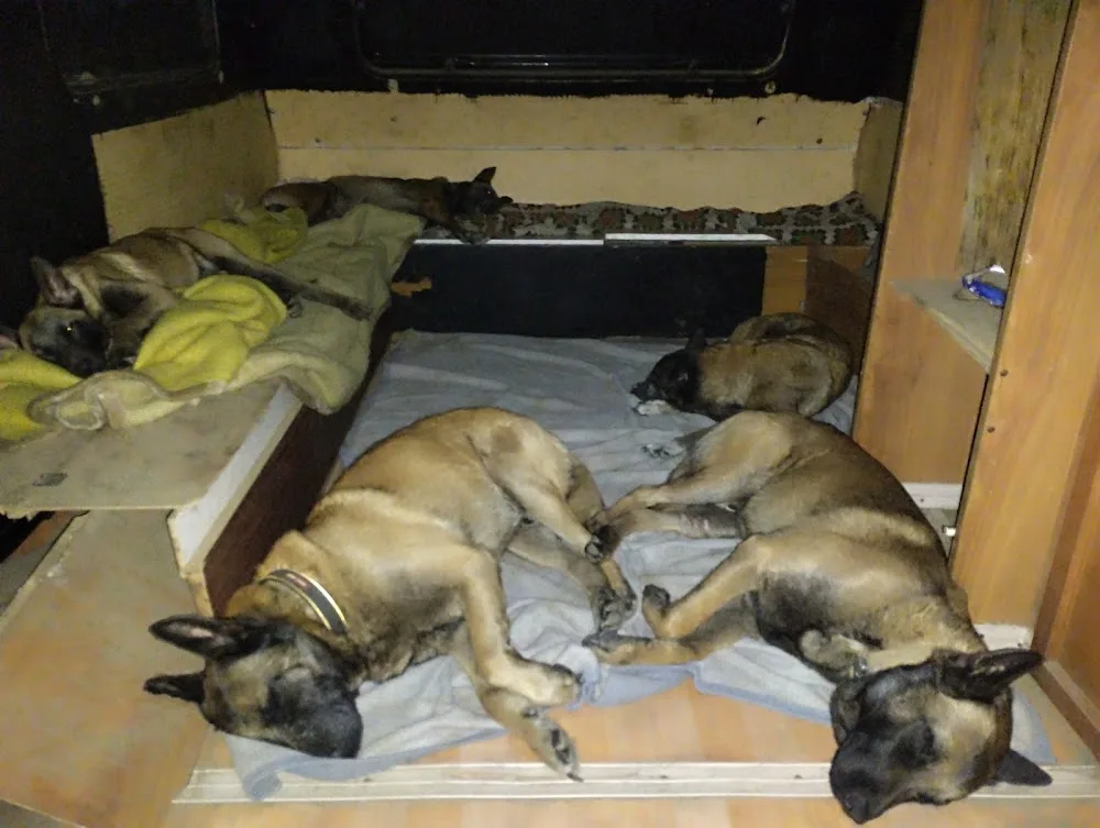 Kn1dognose Élevage de Malinois & pension canine - Pyrénées-Orientales pet otel görseli 3