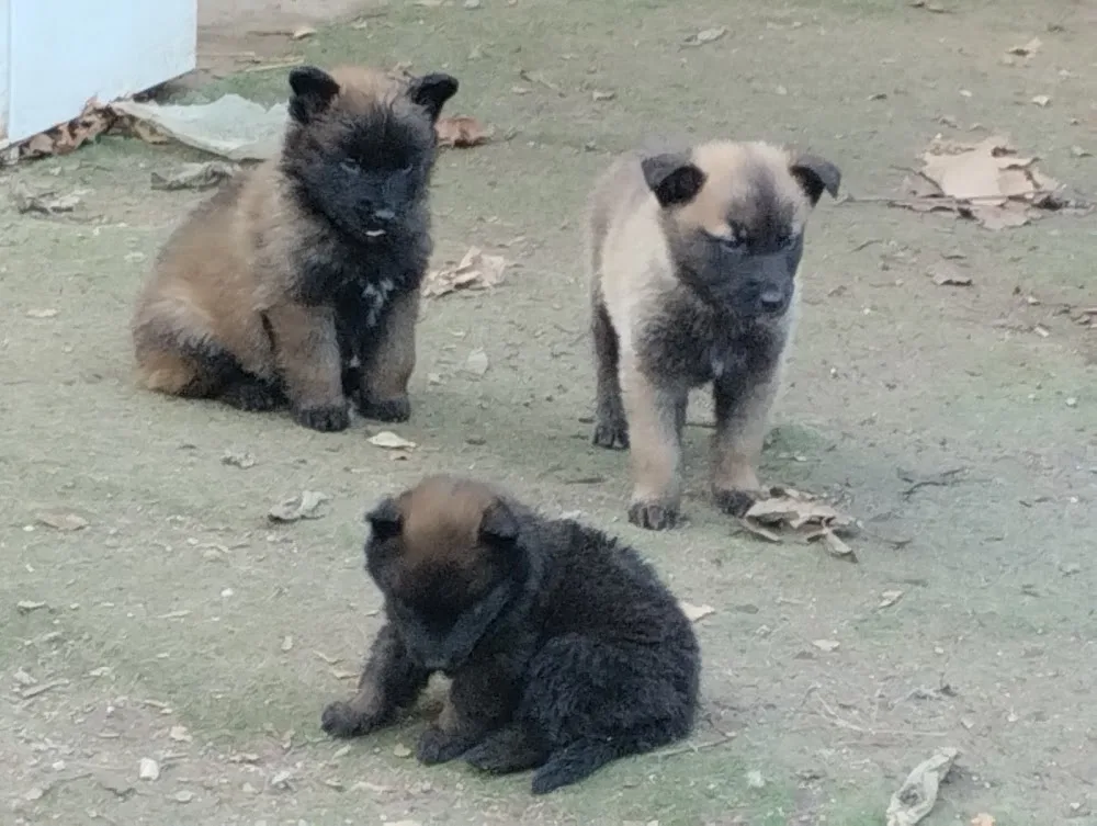 Kn1dognose Perpignan 66 éducateur comportementaliste canin, pension canine, éleveur de Malinois - Pyrénées-Orientales pet otel görseli 3