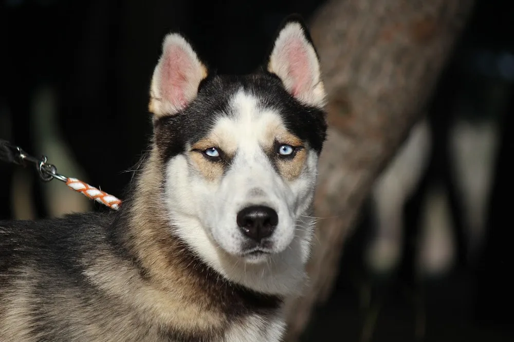 pension canine,educaninepro66, éducation dressage et formation canine - Pyrénées-Orientales pet otel görseli 3