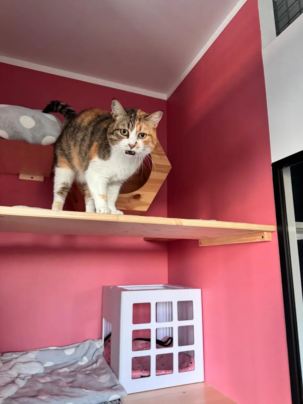 Sérénité Féline - Hôtel pour chats, Comportementaliste spécialiste du chat - Pyrénées-Orientales pet otel görseli 2