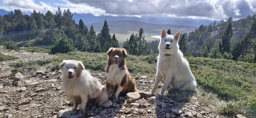 Vos 4 pattes en balade - Pyrénées-Orientales pet otel görseli 2