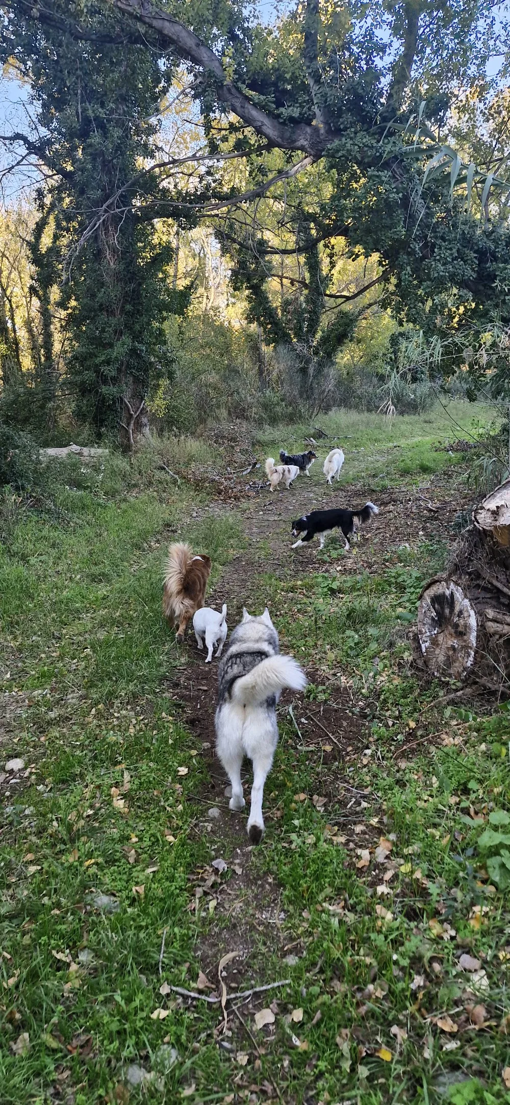 Vos 4 pattes en balade - Pyrénées-Orientales pet otel görseli 3