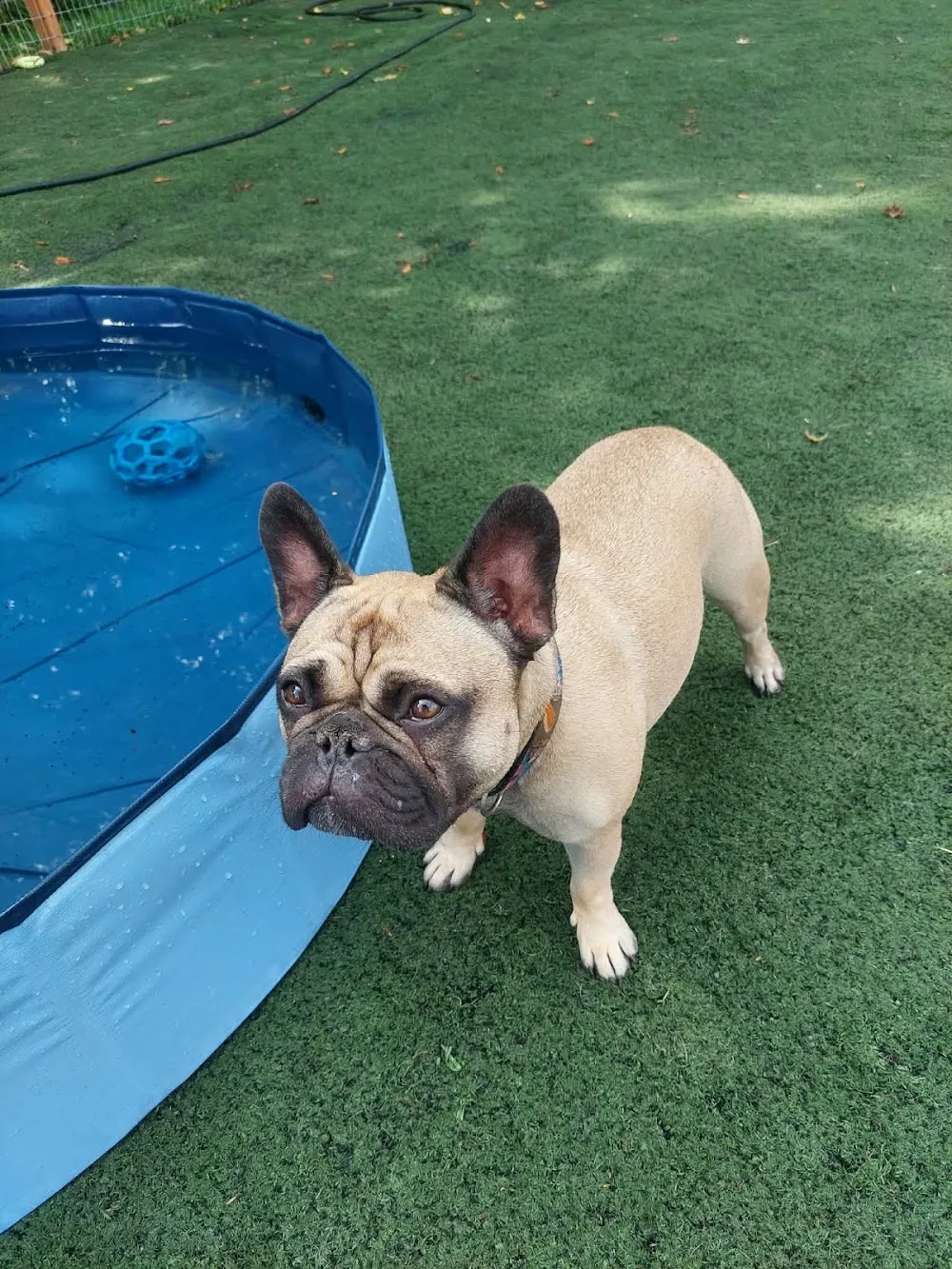 Auberge Canine des Prés - Quebec pet otel görseli 3