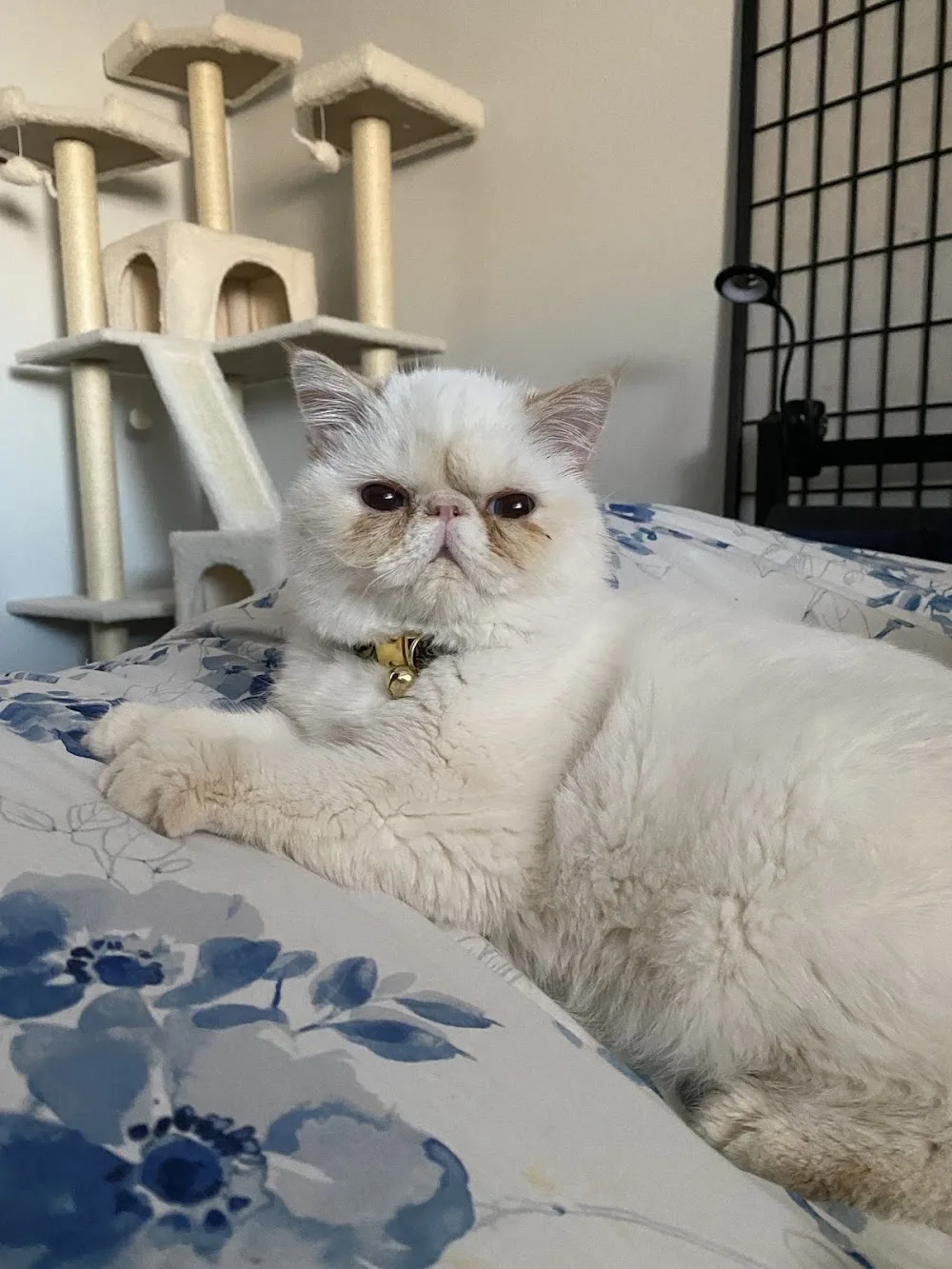 Chatterie CatLady Cattery - Quebec City pet otel