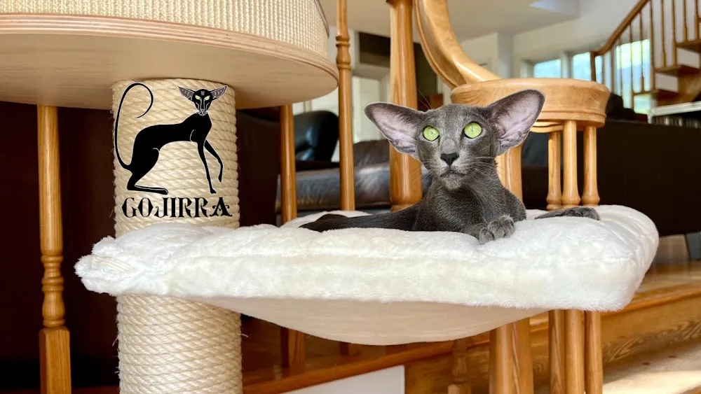 Chatterie Gojirra | Élevage Oriental et Siamois | Cattery - Quebec City pet otel