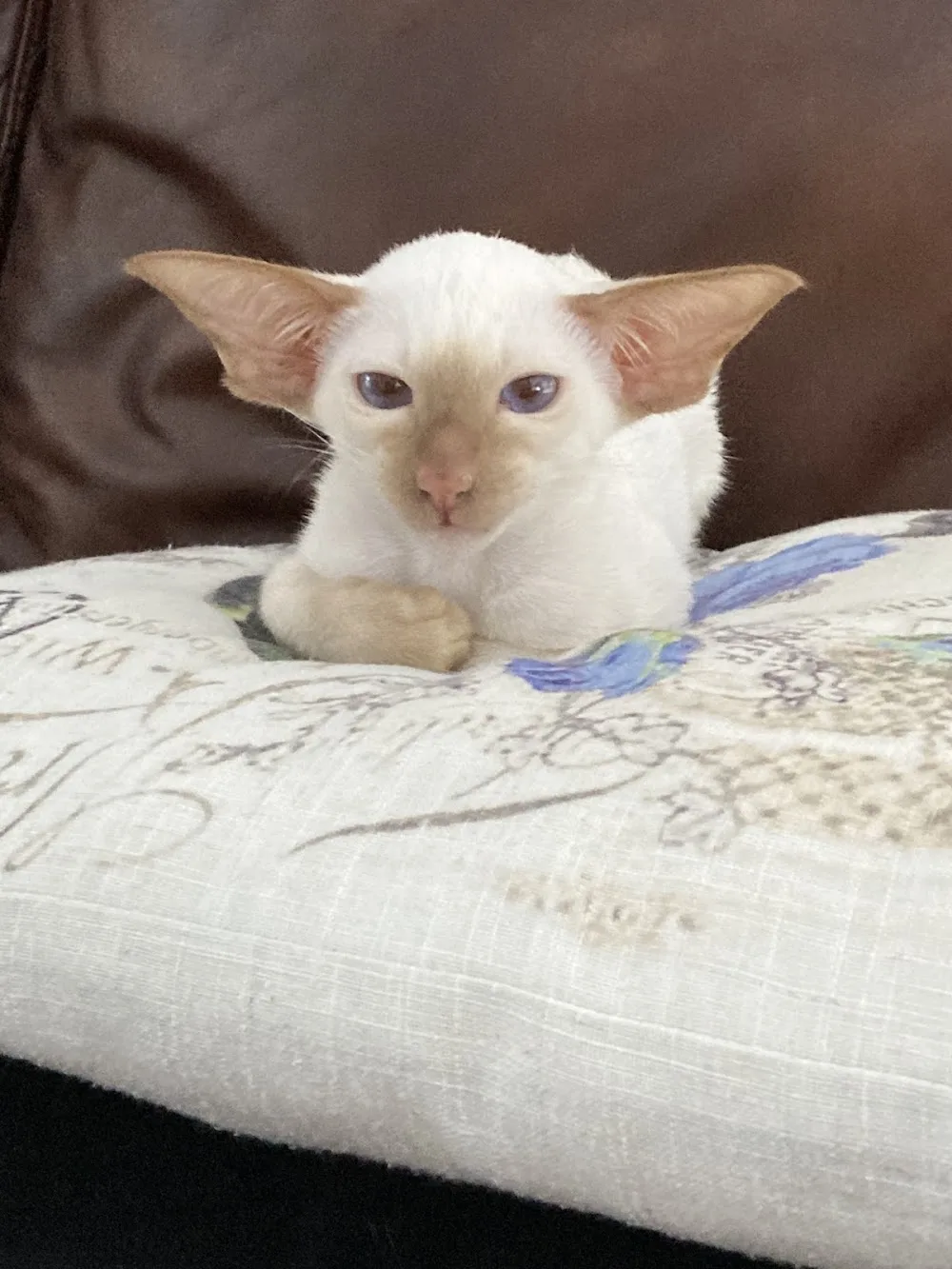Chatterie Gojirra | Élevage Oriental et Siamois | Cattery - Quebec City pet otel görseli 3