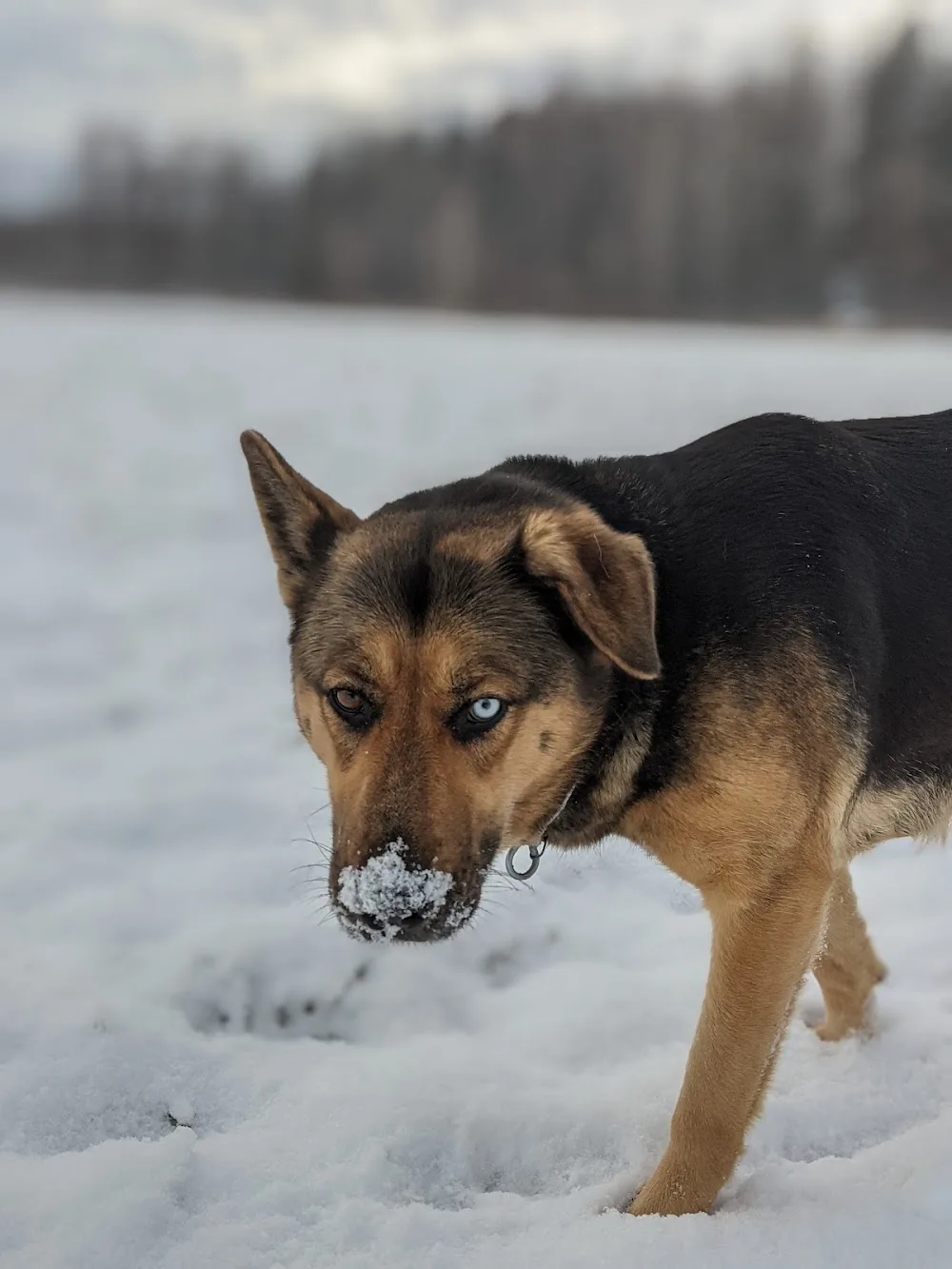 Domaine Rivière au Boisé - Pension Canine - Quebec City pet otel