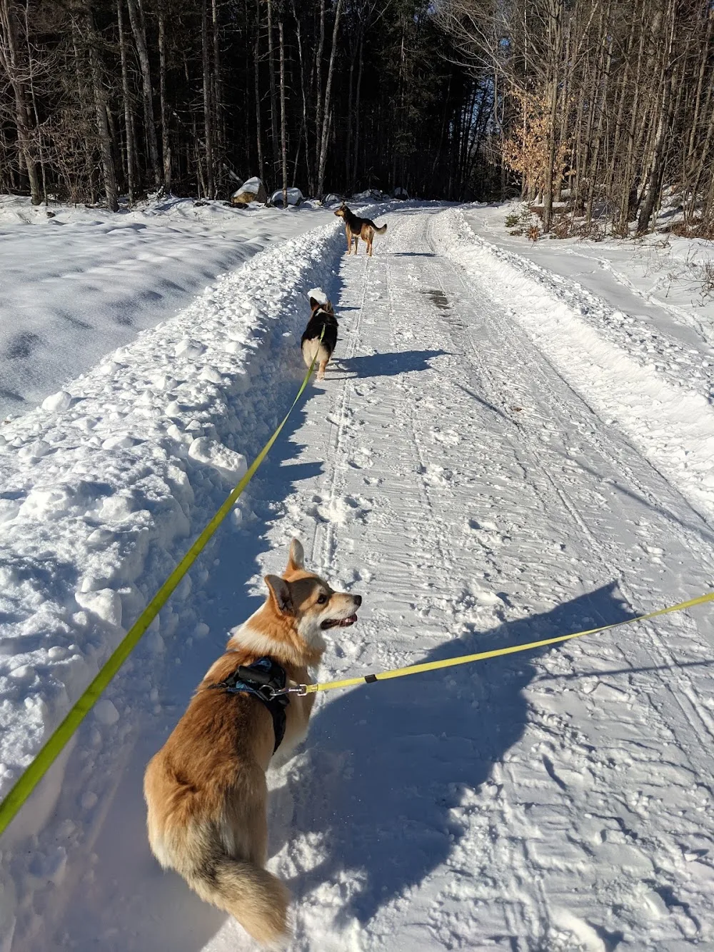 Domaine Rivière au Boisé - Pension Canine - Quebec City pet otel görseli 3