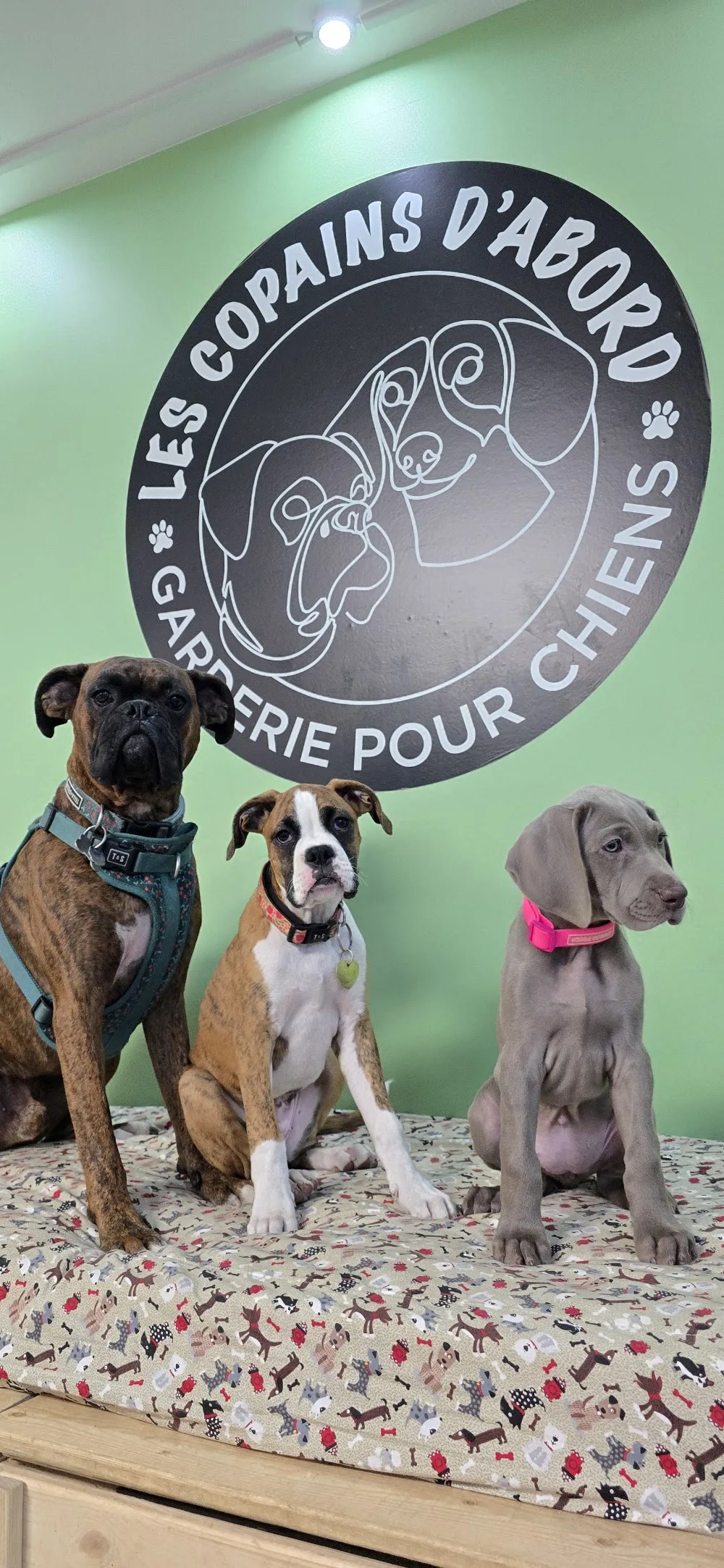Les copains d'abord - Quebec City pet otel görseli 3