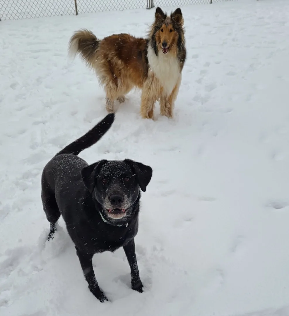 Pension Maya Canin - Quebec City pet otel
