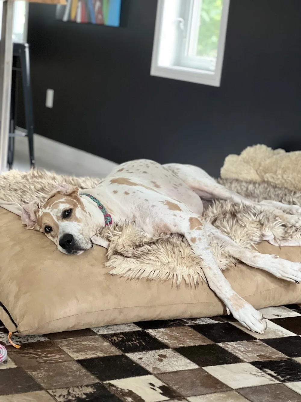 Le Loft Canin de l'Outaouais - Quebec pet otel