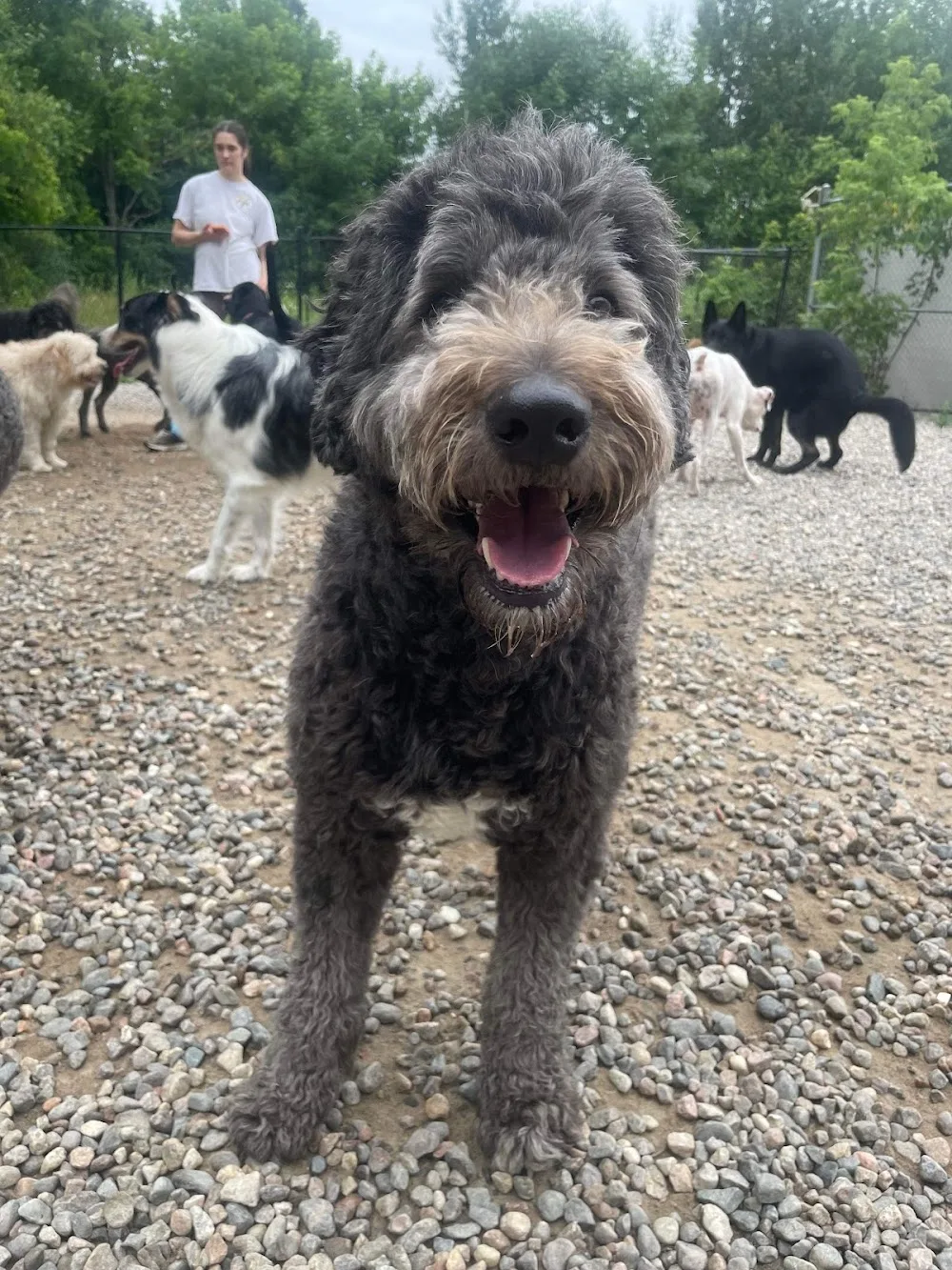 Le Loft Canin de l'Outaouais - Quebec pet otel görseli 3