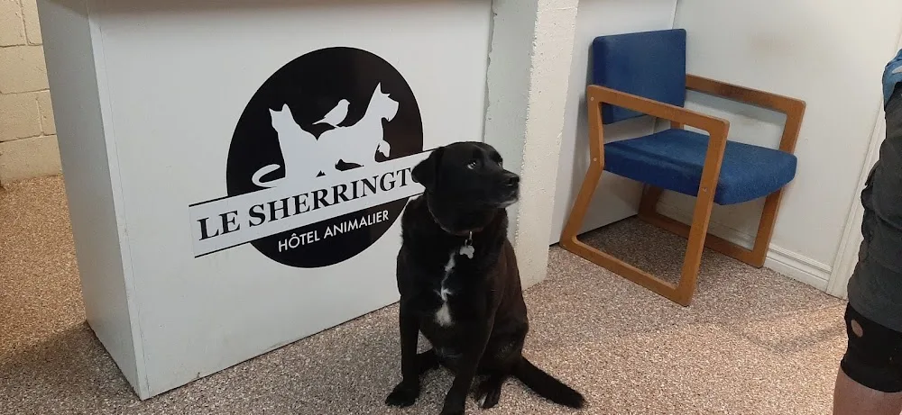 Le Sherrington, Hôtel animalier - Quebec pet otel görseli 3