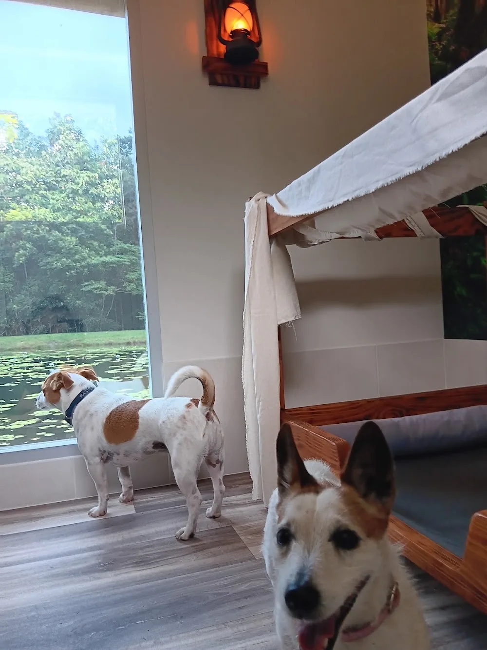 Canine Cabins - Queensland pet otel görseli 3