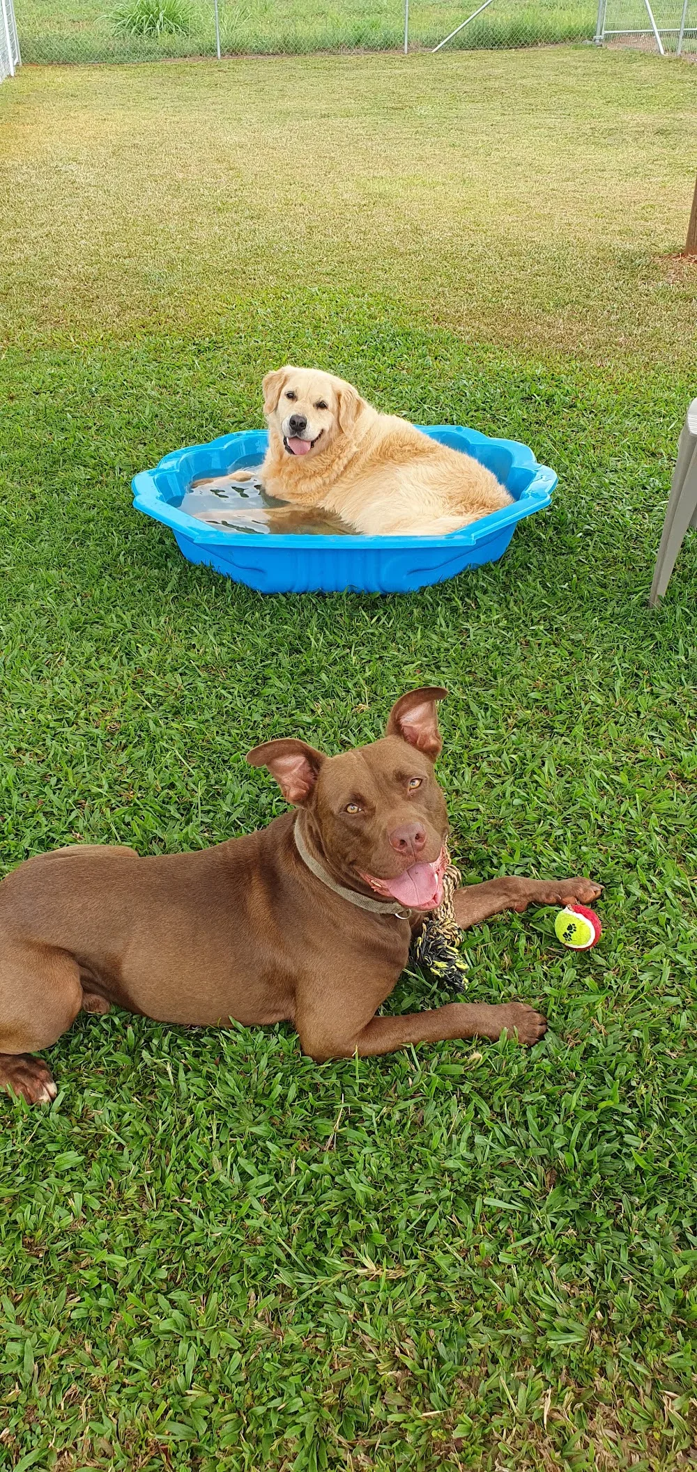 Cassowary Coast Boarding Kennels - Queensland pet otel görseli 3
