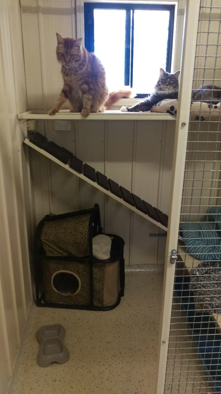 Coolum Country Cat Retreat - Queensland pet otel