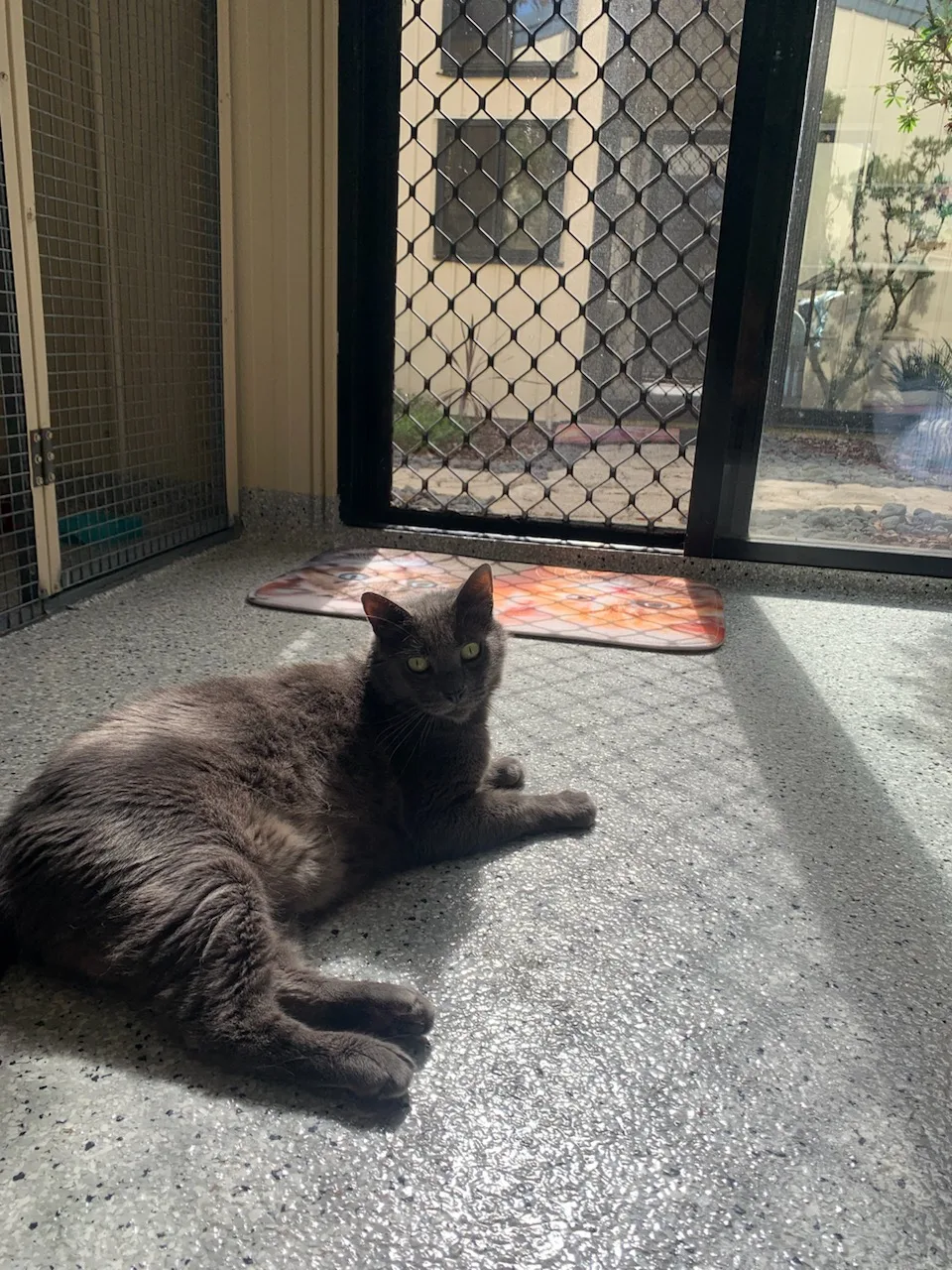 Coolum Country Cat Retreat - Queensland pet otel görseli 3