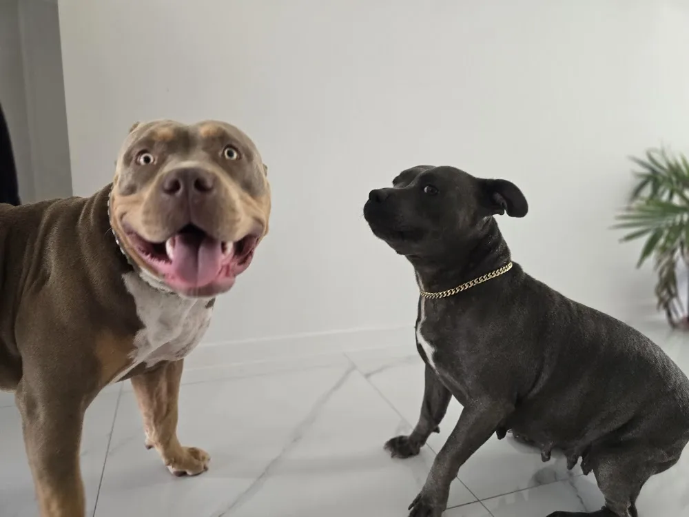 Diamond Cut Kennel Australia - Queensland pet otel görseli 3